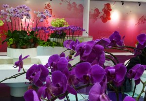 orchid gallery 1