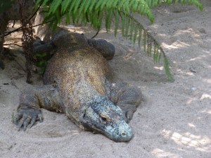 cute komodo dragon